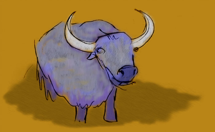 Sketch of the ox